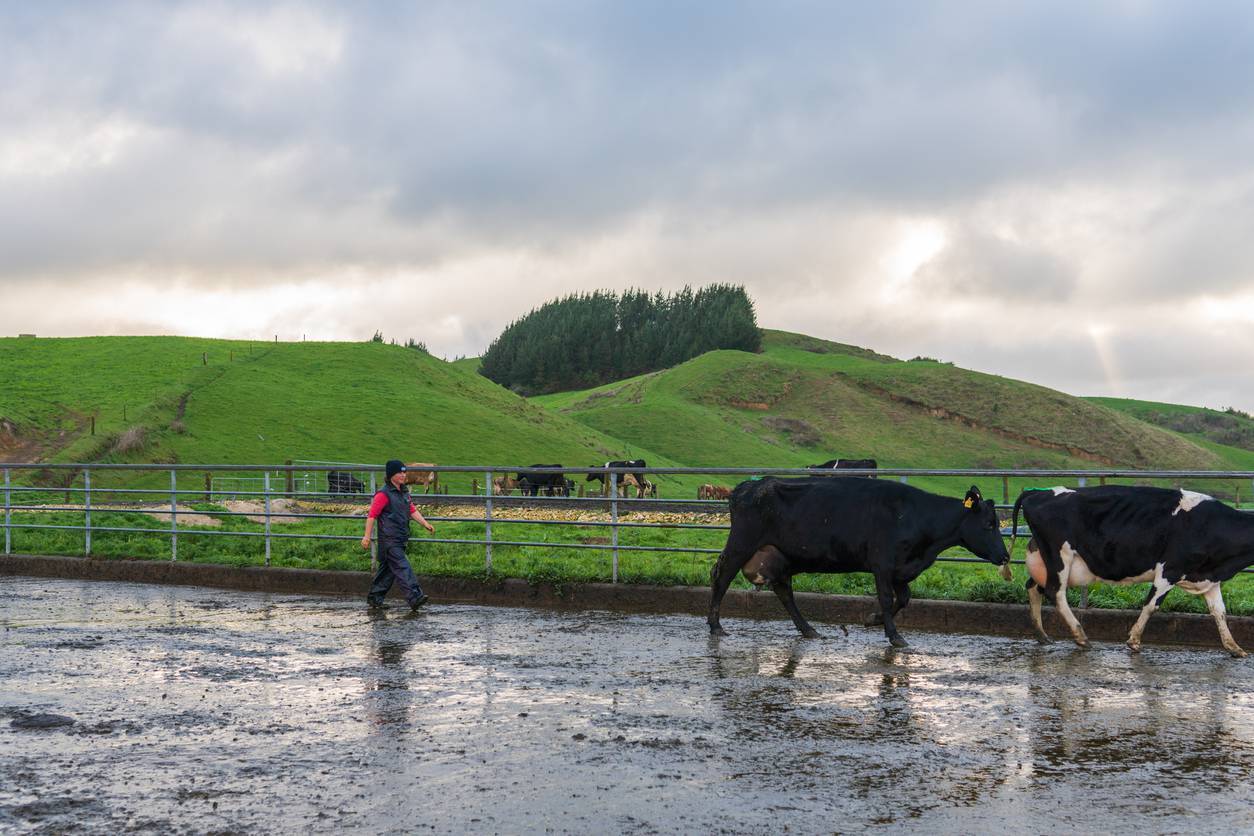Calls for EU support for dairy reduction