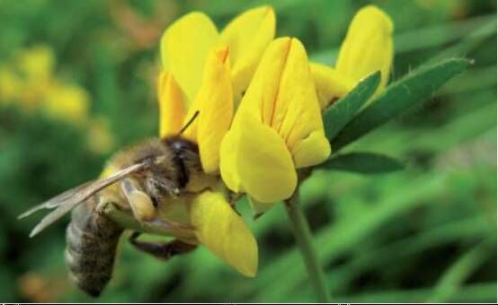 Plants can create havens within an urban landscape in which wildlife can thrive.