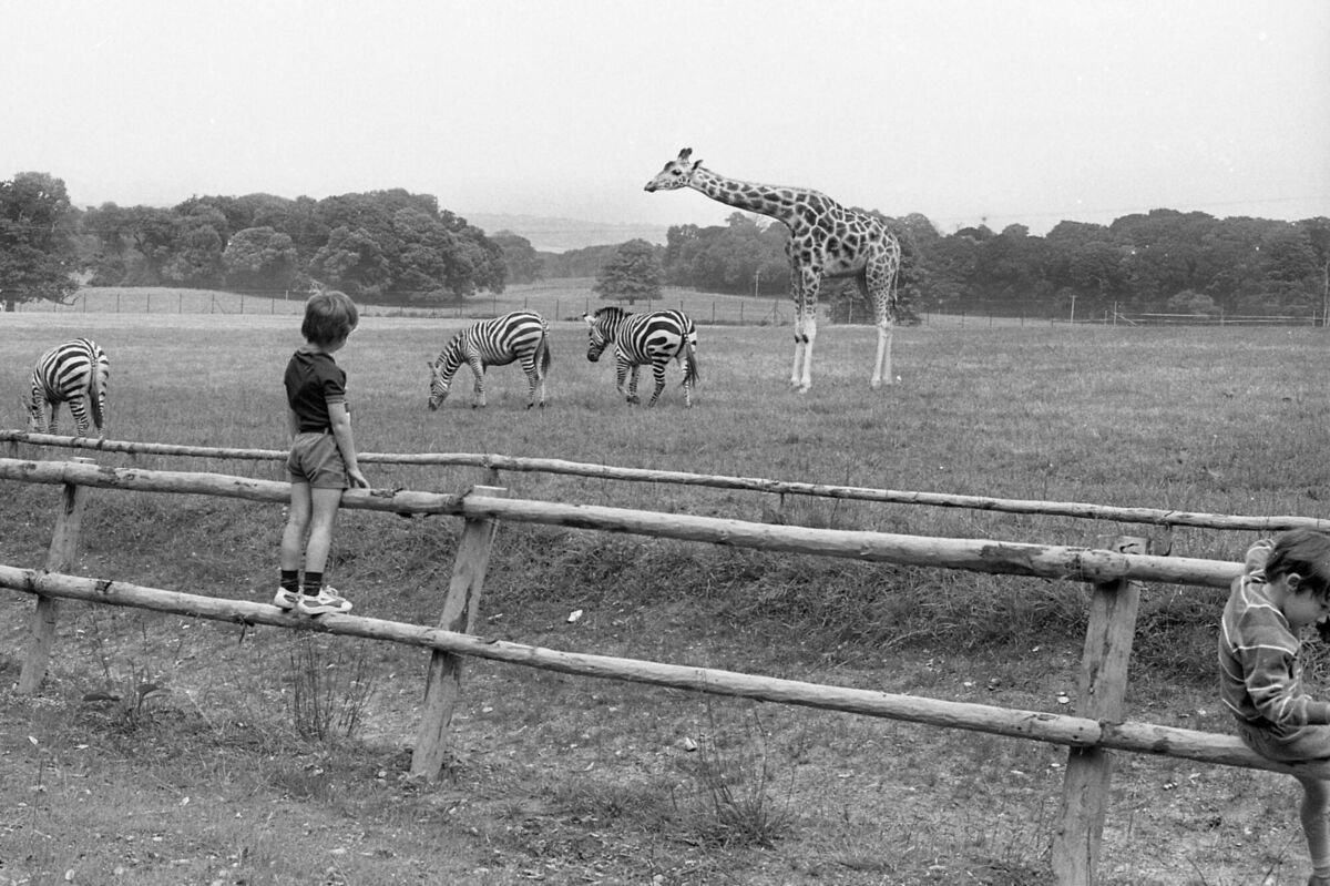 A youngster takes in the view on Fota's opening day in 1983. A youngster takes in the view on Fota's opening day in 1983.