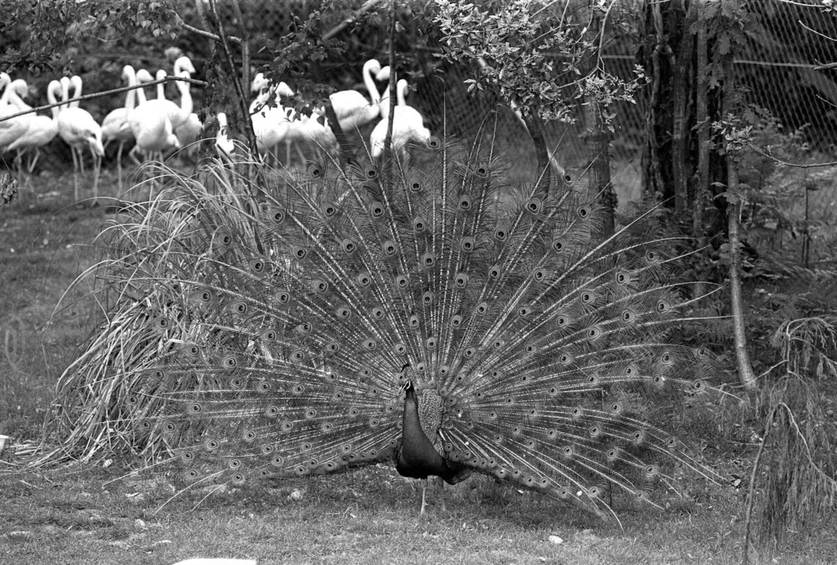 A resident of Fota Wildlife Park shows off, just before the park's opening in 1983. A resident of Fota Wildlife Park shows off, just before the park's opening in 1983.