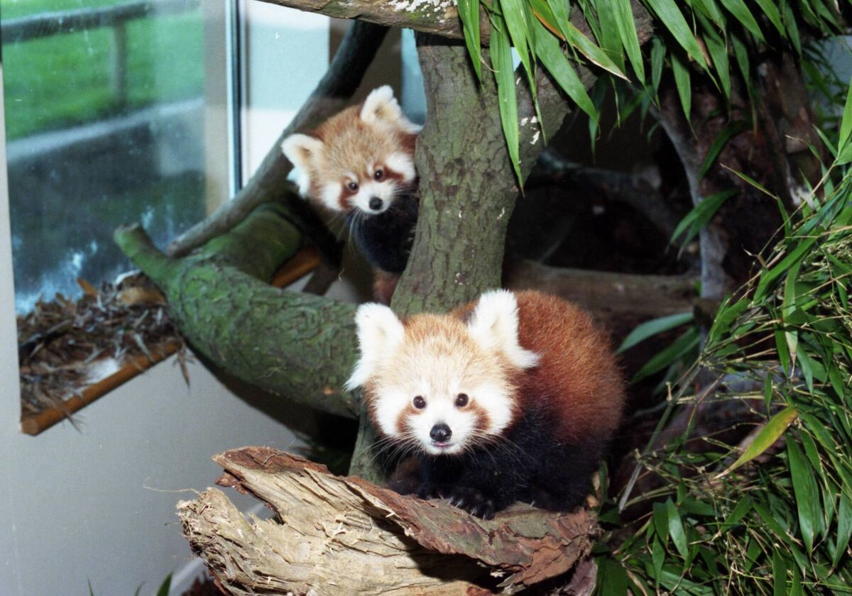 Two red panda cubs photographed at Fota Wildlife Park in 1993 - the first of their species to be born in the Republic of Ireland. Pic: Denis Minihane Two red panda cubs photographed at Fota Wildlife Park in 1993 - the first of their species to be born in the Republic of Ireland. Pic: Denis Minihane