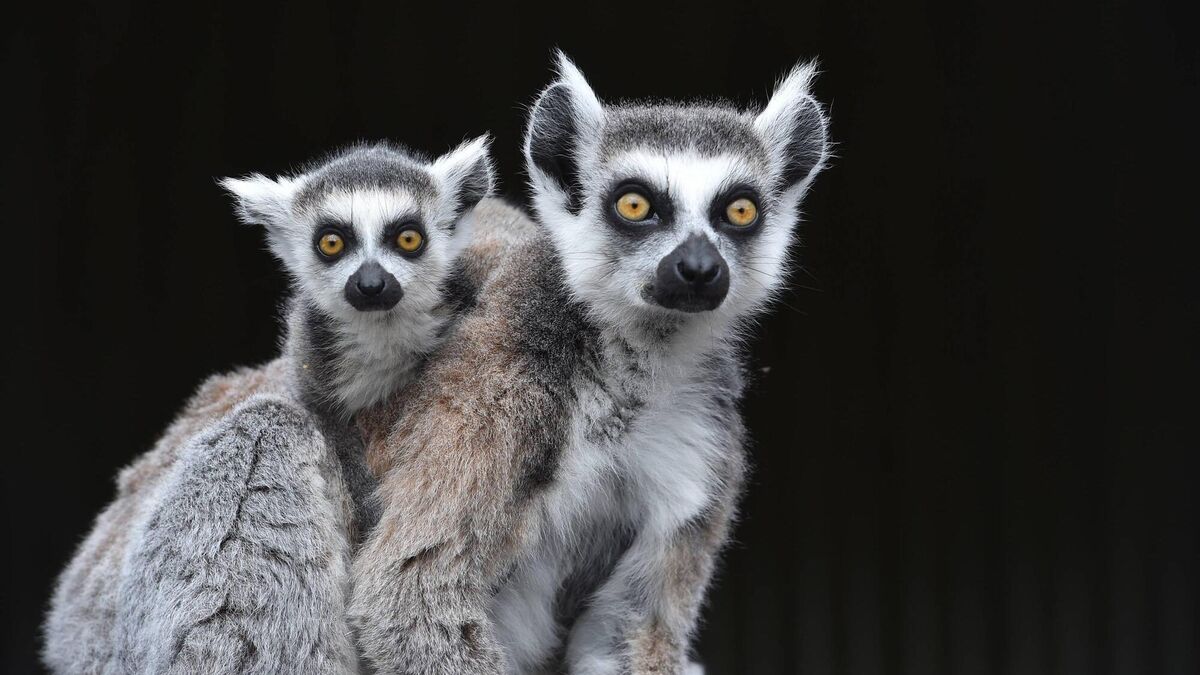 Fota at 40: Conservation and survival as Cork's wildlife park marks a milestone - Vimarsana News