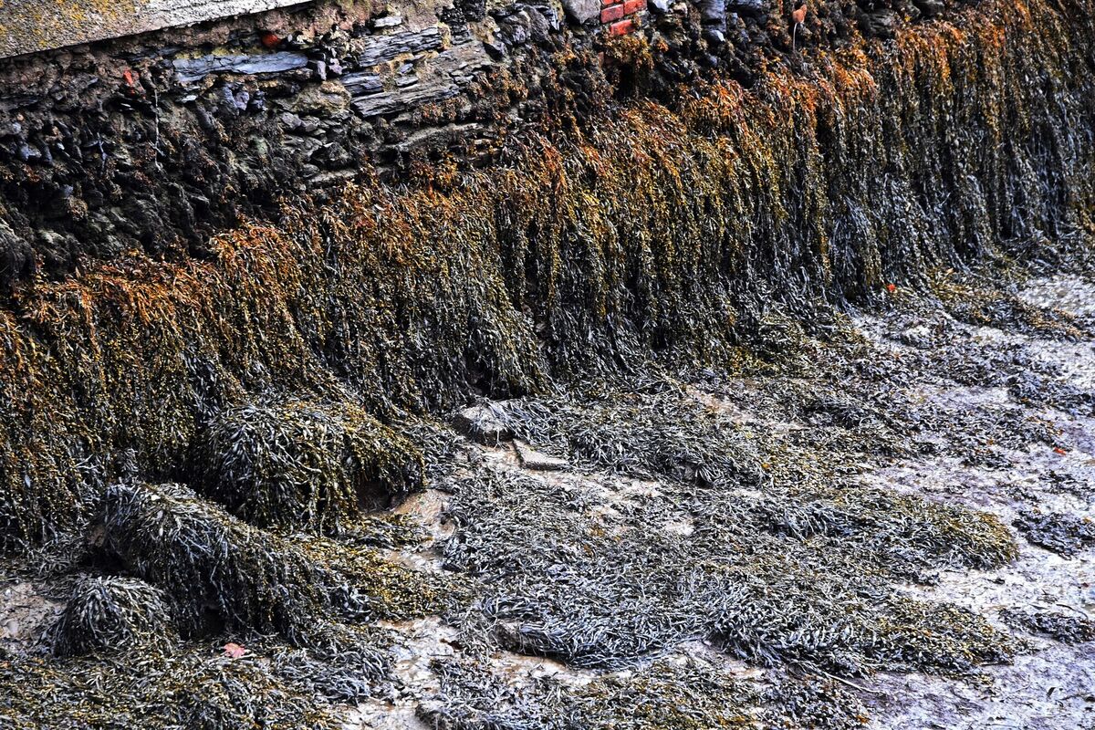 The law will also need approval by EU governments later on. Picture Denis Minihane. The law will also need approval by EU governments later on. Picture Denis Minihane.