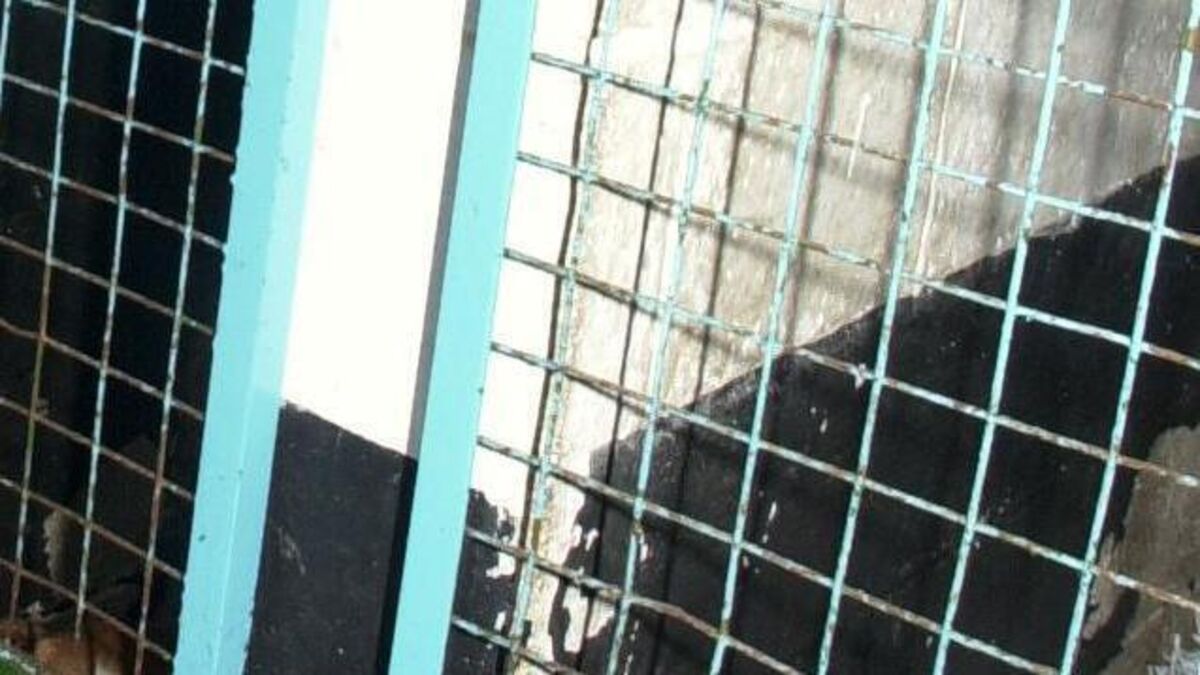 Veterinary inspector withdraws appeal against closure of his dog-breeding facility - Vimarsana News