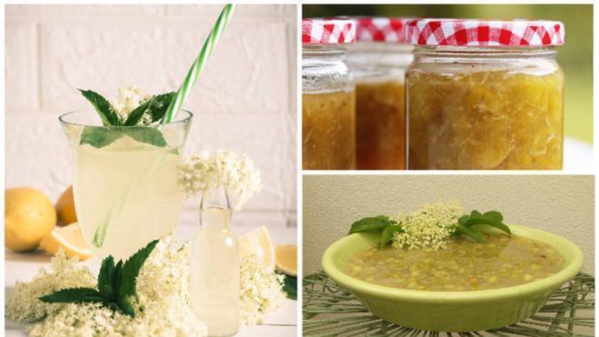 Darina Allen: sweet ways to use up elderflower and green gooseberries - Vimarsana News