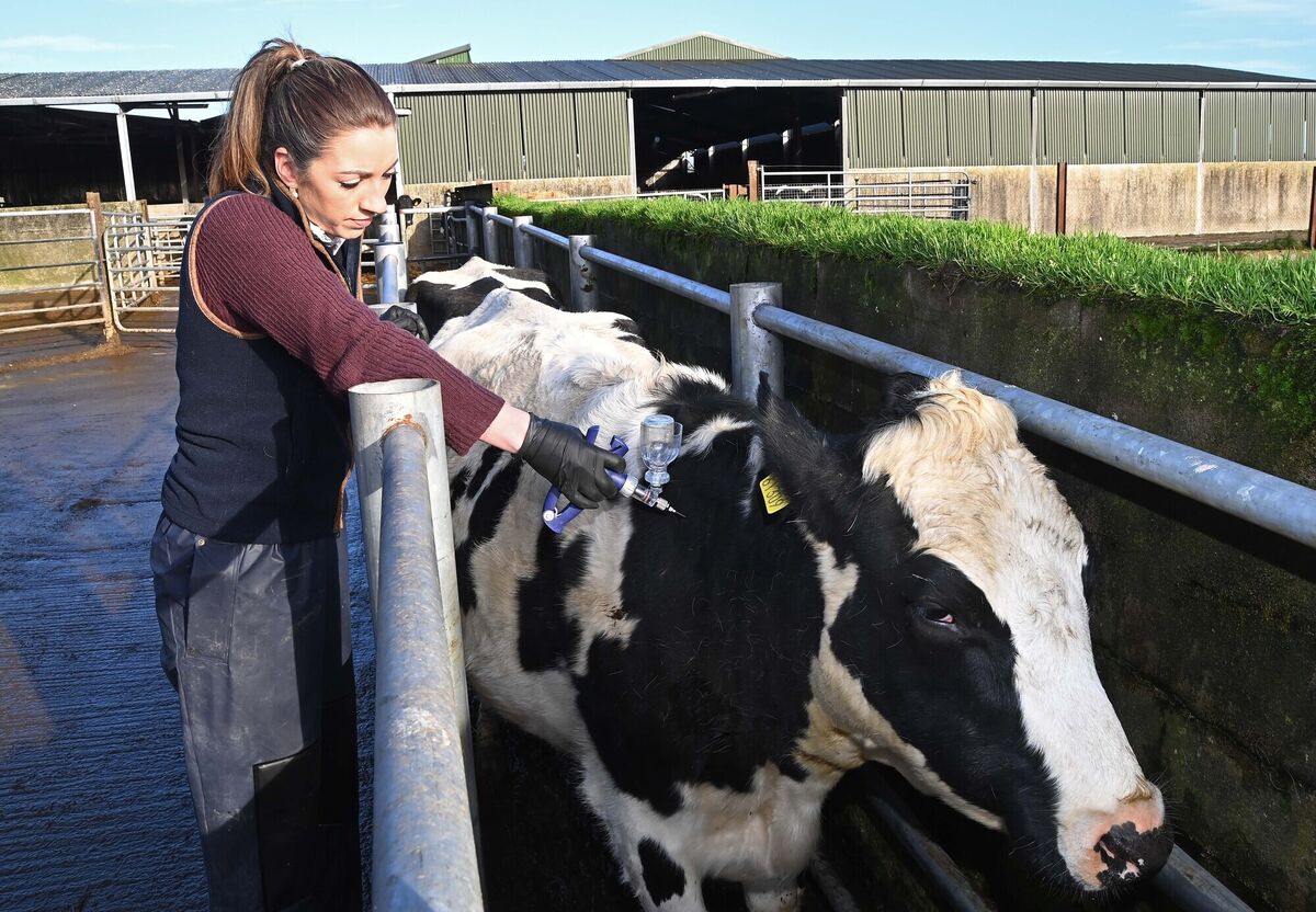 Hazell Mullins: 'Needle hygiene is vital when administering any vaccine or medication to animals and also change a needle if it is dropped on the ground at any stage.' Picture Denis Minihane.