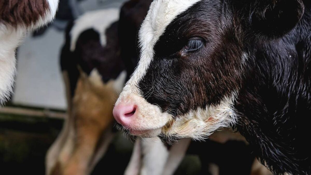 Vet on the Moove: More than 10 reasons to use a 10-in-1 Blackleg vaccine - Vimarsana News