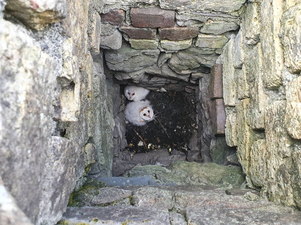 Barn Owl chicks in their nest. Picture: John Lusby Barn Owl chicks in their nest. Picture: John Lusby