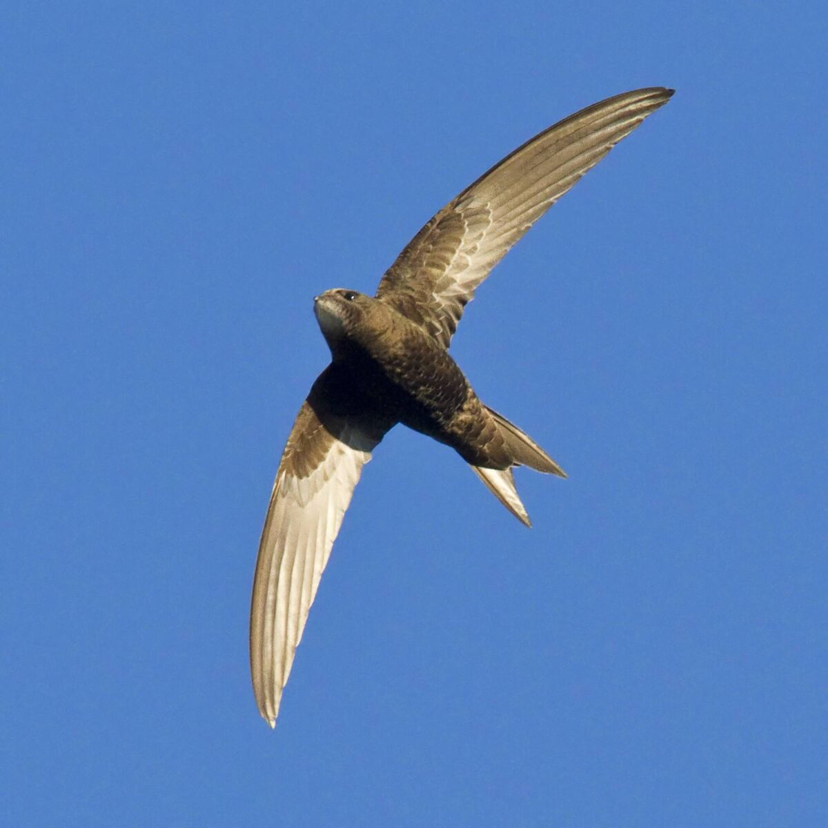 Swift against a blue summer sky. Picture: Micheál Casey / swiftconservation.ie Swift against a blue summer sky. Picture: Micheál Casey / swiftconservation.ie