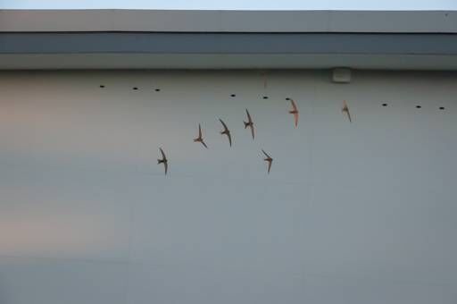 Built-in swift boxes at Castlebar Swimming Pool. Picture: Lynda Huxley / swiftconservation.ie Built-in swift boxes at Castlebar Swimming Pool. Picture: Lynda Huxley / swiftconservation.ie