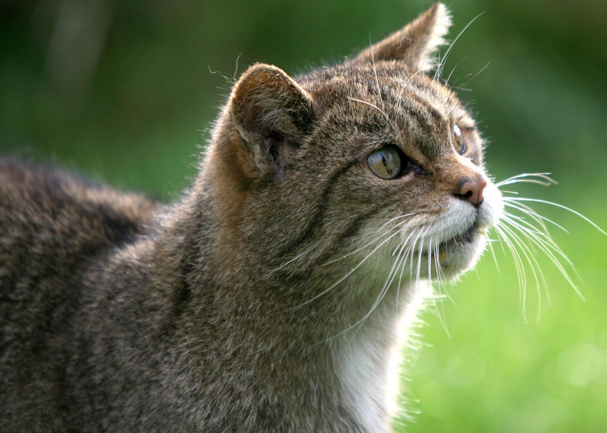 Richard Collins: 22 wildcats released in Scotland and 60 more planned