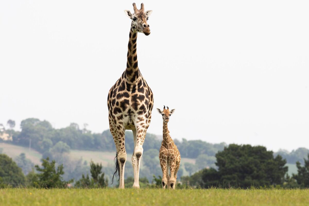 Fota Wildlife Park today marks the 40th anniversary since it first opened to the public on June 23, 1983, and celebrates the birth of a new baby Giraffe, pictured above. Picture: Darragh Kane
