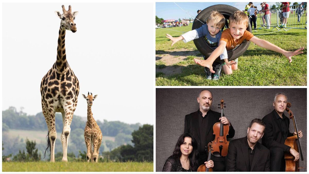 Fota, festivals and more: Six family-friendly things to do in Cork this weekend - Vimarsana News
