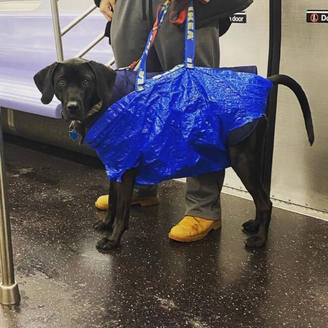 A dog on the NYC subway in a modified Ikea bag. Picture: eatliver.com