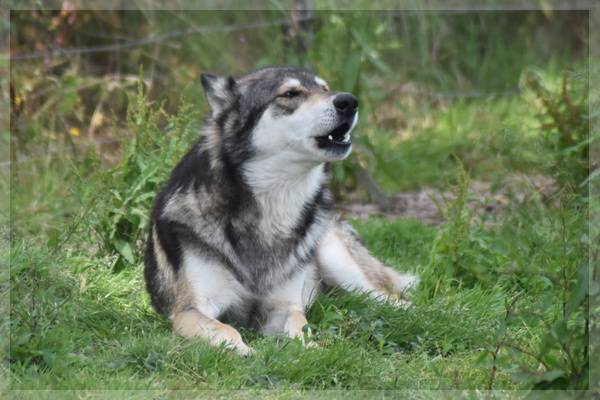 Hybrid wolf escapes from Cork open farm which was previously criticised for recapture efforts 