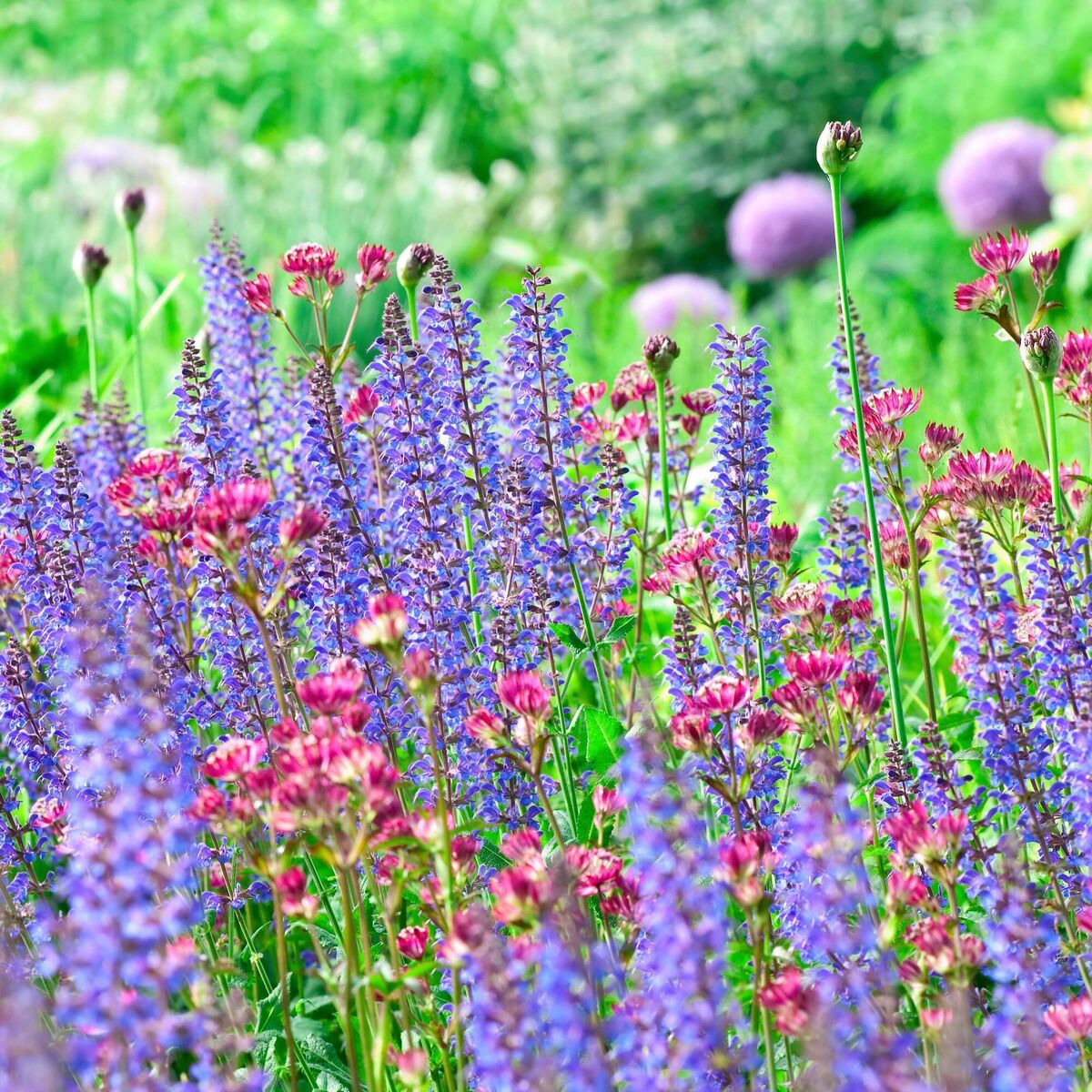 Gardens give us opportunities to heal our deeply damaged relationship with the natural world. Picture: iStock