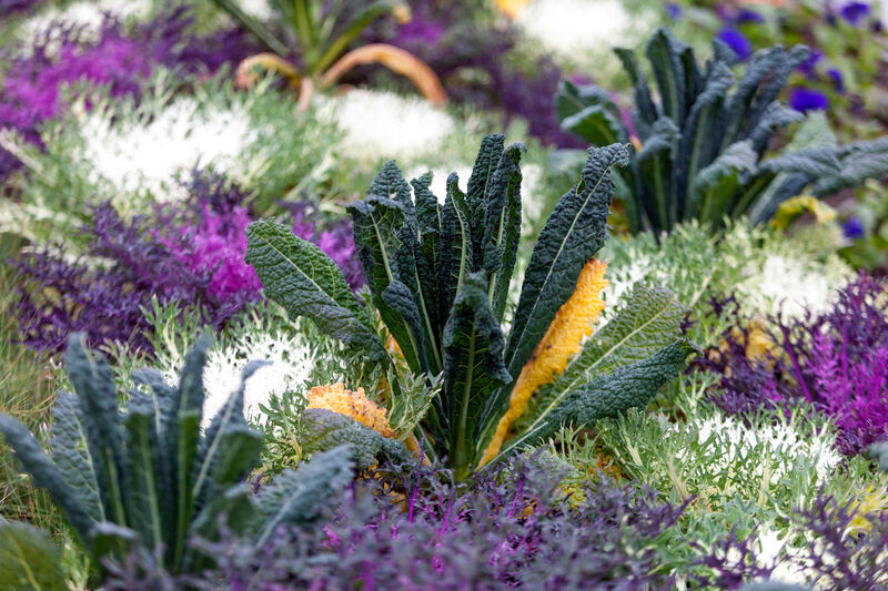 Plants such as ornamental kale look good in borders and can also be eaten. Pictures: Alamy/PA