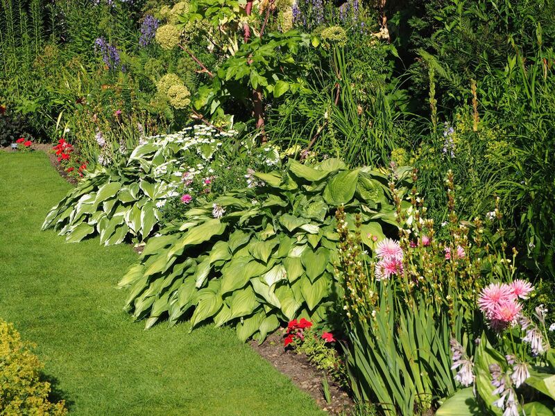 A variety of edible plants in an ornamental border. 