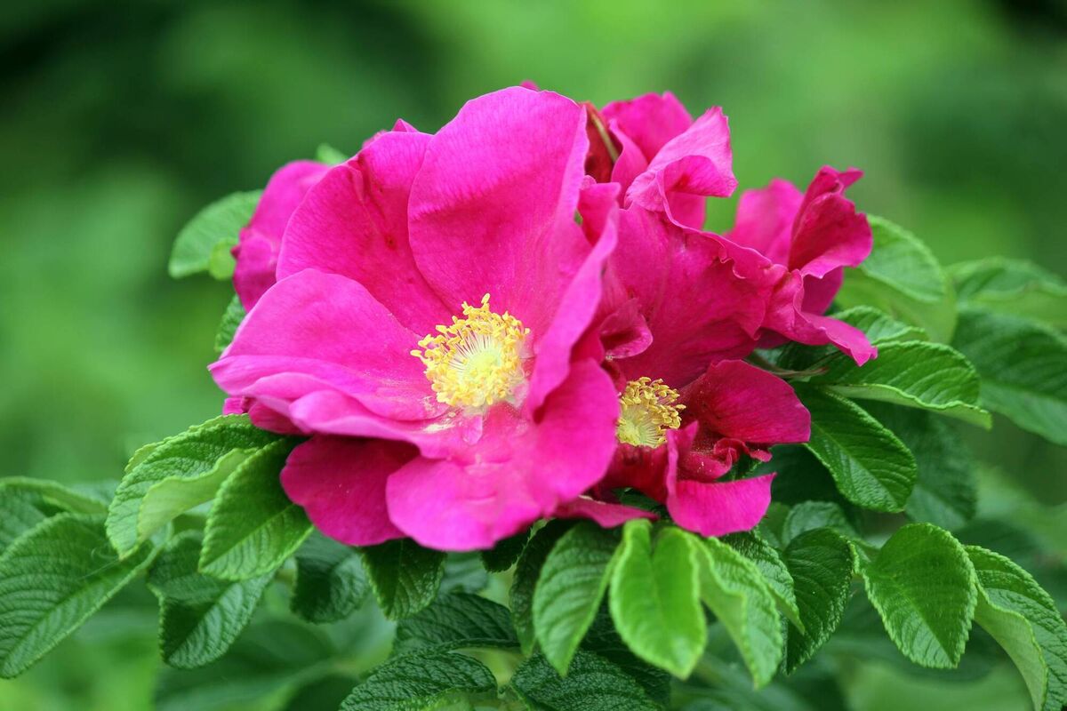 The Rugosa. The Rugosa.