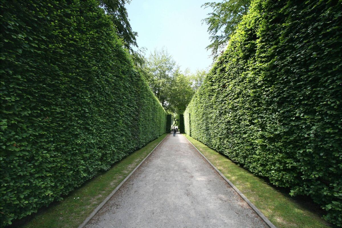 Mixing beech, pictured, with other species can make for a very interesting hedge. Mixing beech, pictured, with other species can make for a very interesting hedge.Â