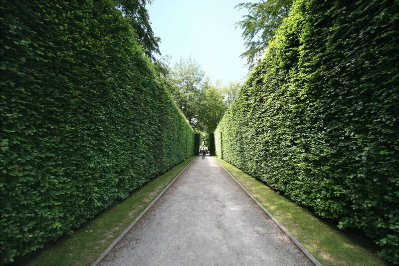 Mixing beech, pictured, with other species can make for a very interesting hedge. Mixing beech, pictured, with other species can make for a very interesting hedge.