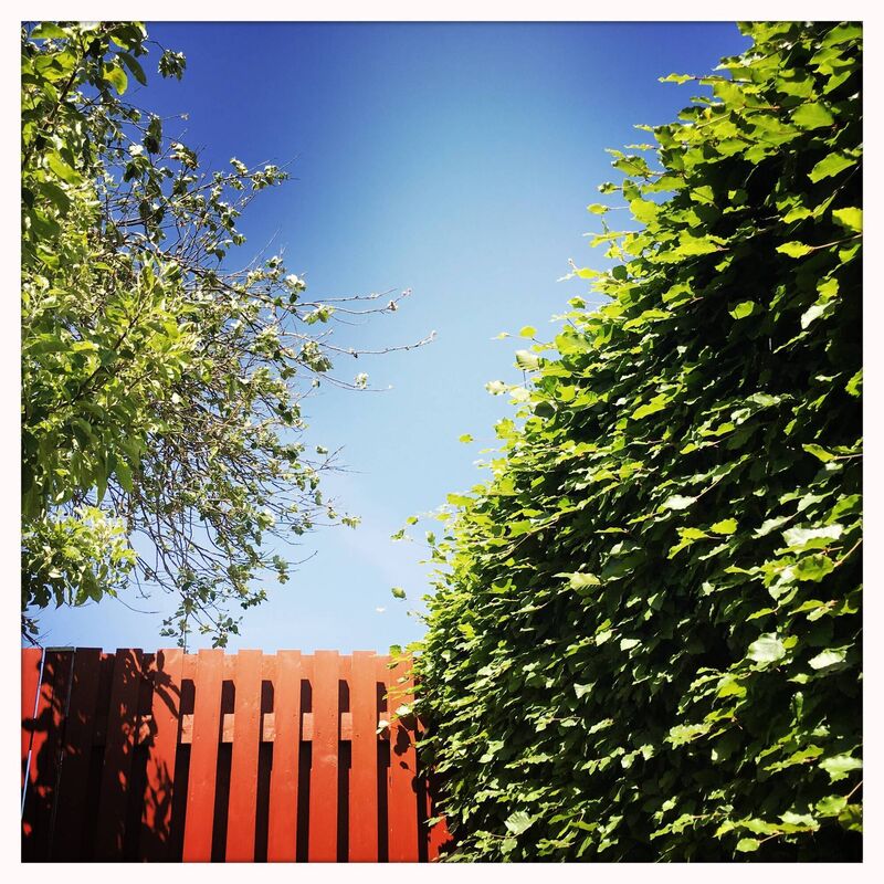 A green beech hedge. A green beech hedge.