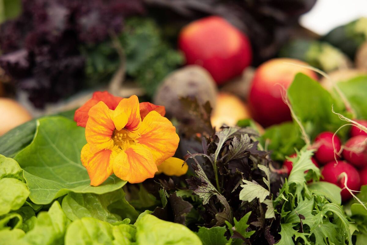 Summer marks the point in the year when the output of organic Irish fruit and vegetables from Green Earth Organics is at its peak. Picture: Kirsty Lyons
