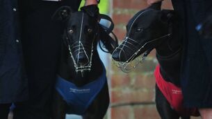 <p>CORK INTEREST: Cork-owned dogs Clona Duke and Gaytime Nemo will run in tonight's English Greyhound Derby. Pic: Towcester Racecourse.</p>