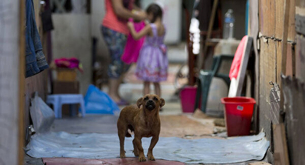 A dog in a slum in La Courneuve, north of Paris, which was largely apathetic towards a presidential campaign where even if Marine Le Pen won, some felt, well, things couldn’t get much worse
