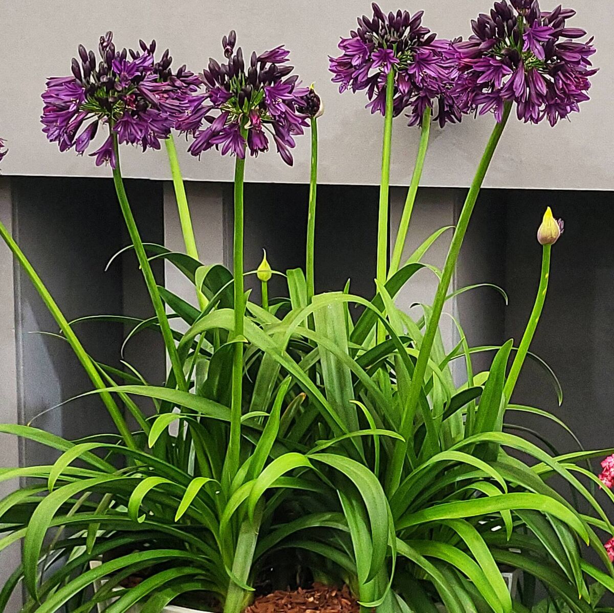 Agapanthus Black Jack which won Plant of the Year at RHS Chelsea Flower Show. 