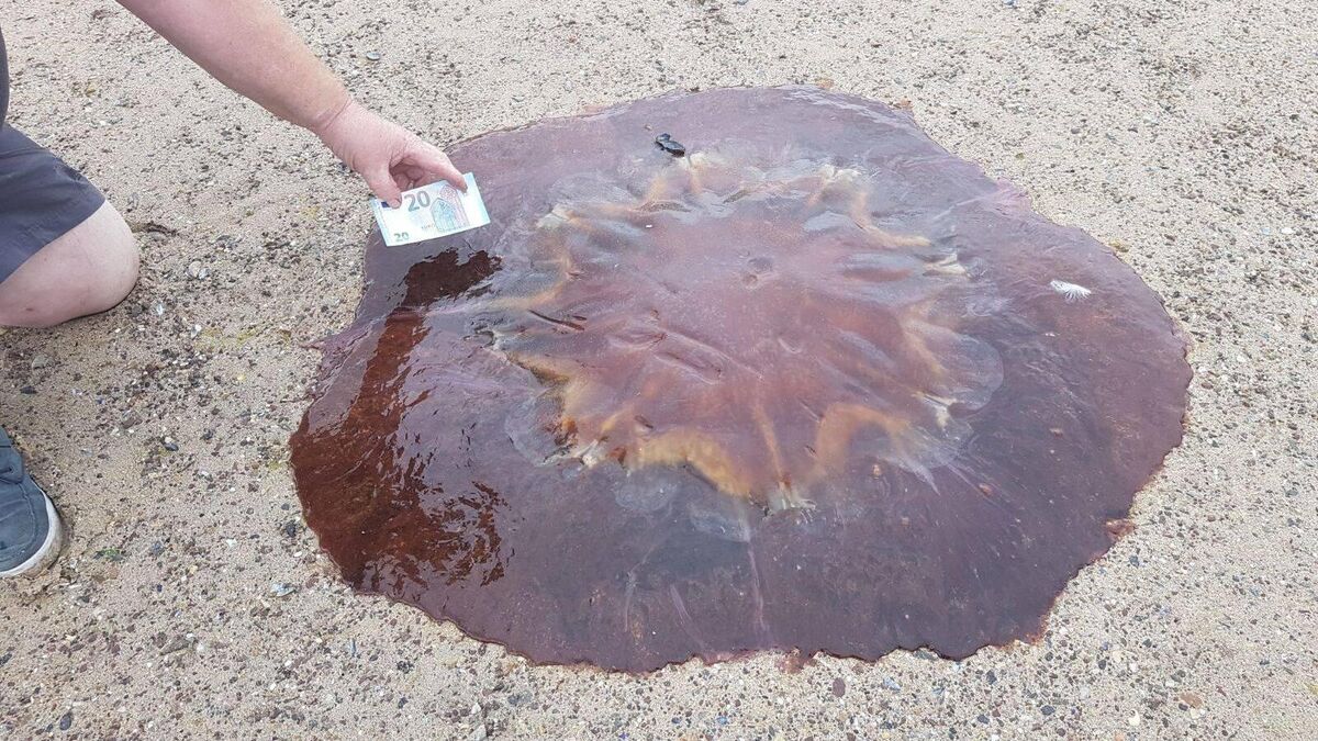 Red flag raised at popular East Cork beach over Lion's Mane Jellyfish sightings - Vimarsana News