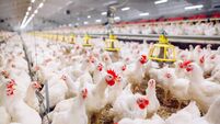 Indoors chicken farm, chicken feeding, farm for growing broiler chickens