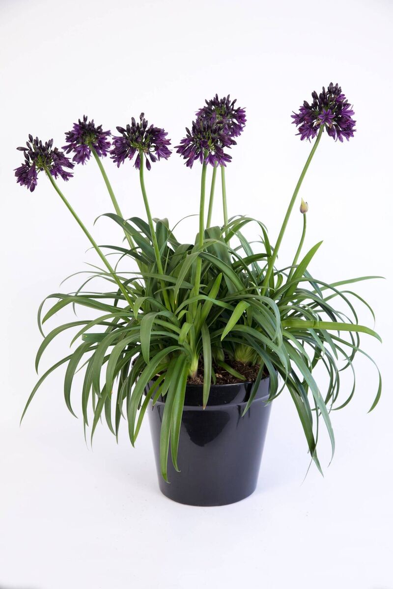 Agapanthus' root system needs to become congested for the plant to flower, which is why they are ideally suited to growing in pots as the gallop of their roots is restricted.