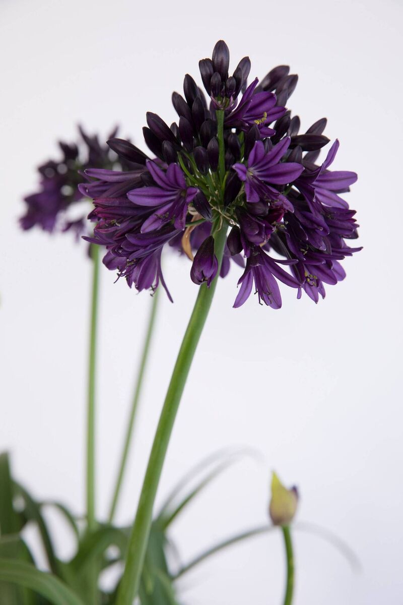 Agapanthus flowers are borne on tall, sturdy stalks, and their colours vary from shades of blue and purple to pure white. 