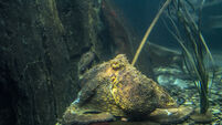 Warmer waters in South-West attract cuttlefish, red jellyfish and Spanish octopuses 