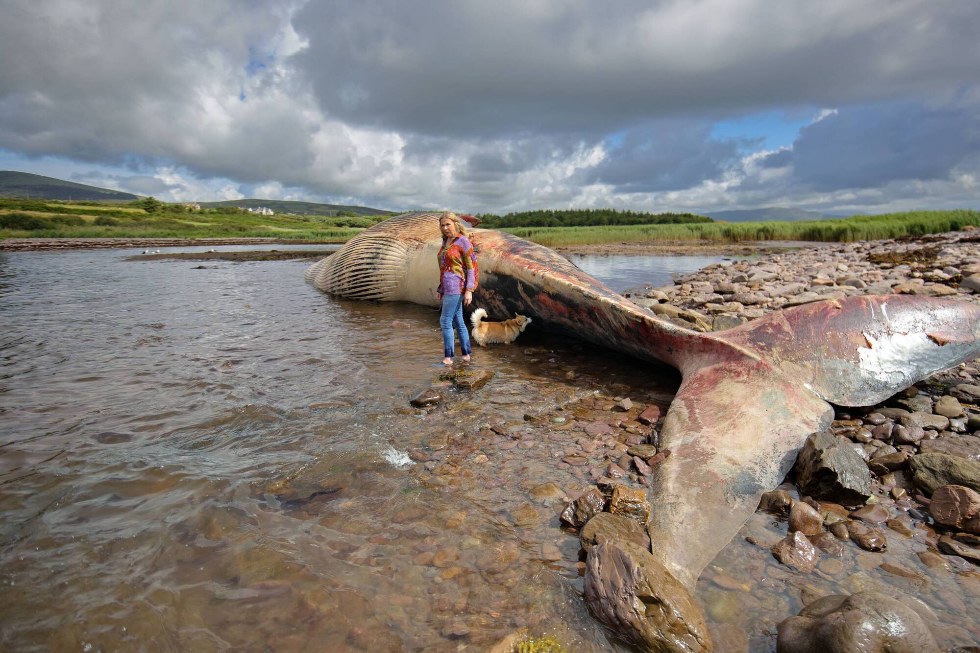 Shock as 62ft whale found washed up on Kerry beach
