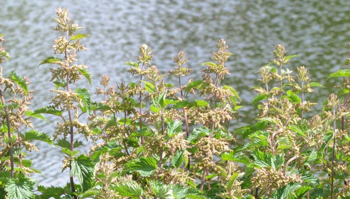 Green MEP Grace O’Sullivan said the nature restoration proposal was 'one of our last chances to show if the EU is a leader or a loser in halting the precipitous decline of biodiversity in Ireland and beyond'. Picture: Denis Minihane