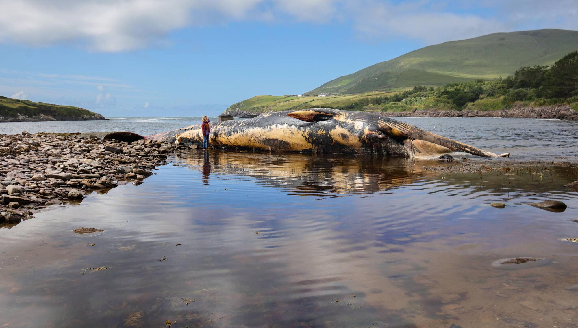 Kerry's chief veterinary officer to investigate how to dispose of 62ft whale found in Ballinskelligs 
