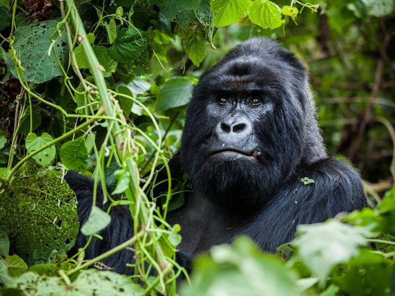Witness Rwanda's Mountain Gorillas in their natural habitat.
