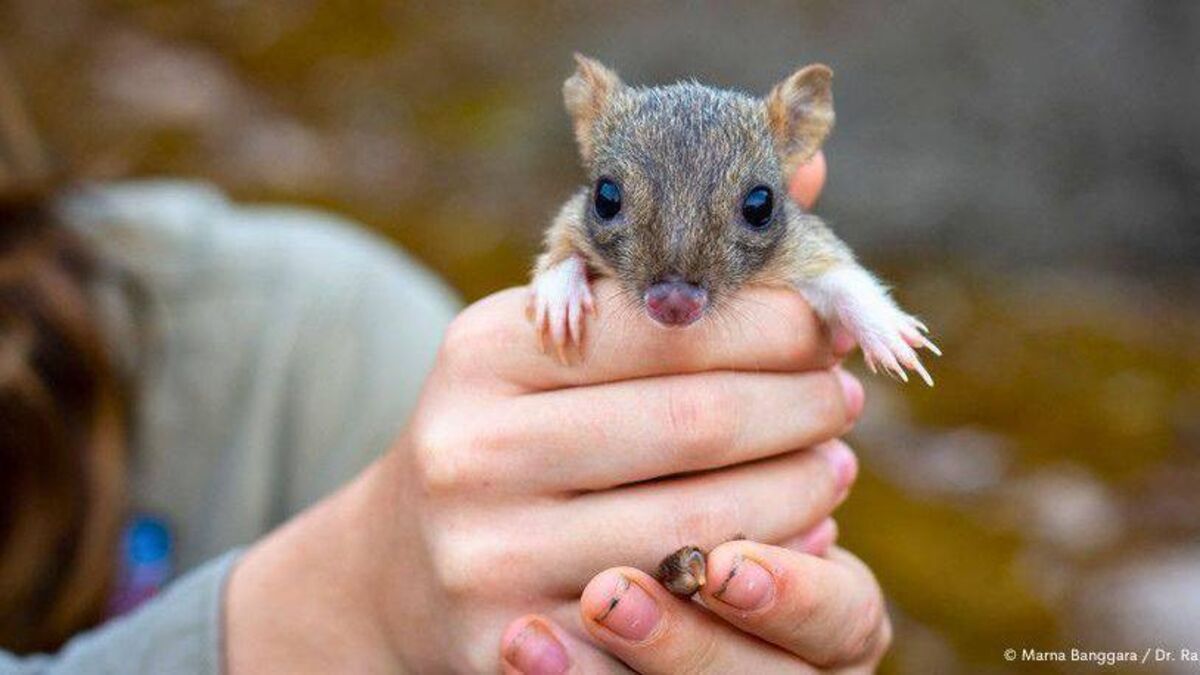 Rewilding critically endangered brush-tailed bettongs could help them bounce back - Vimarsana News