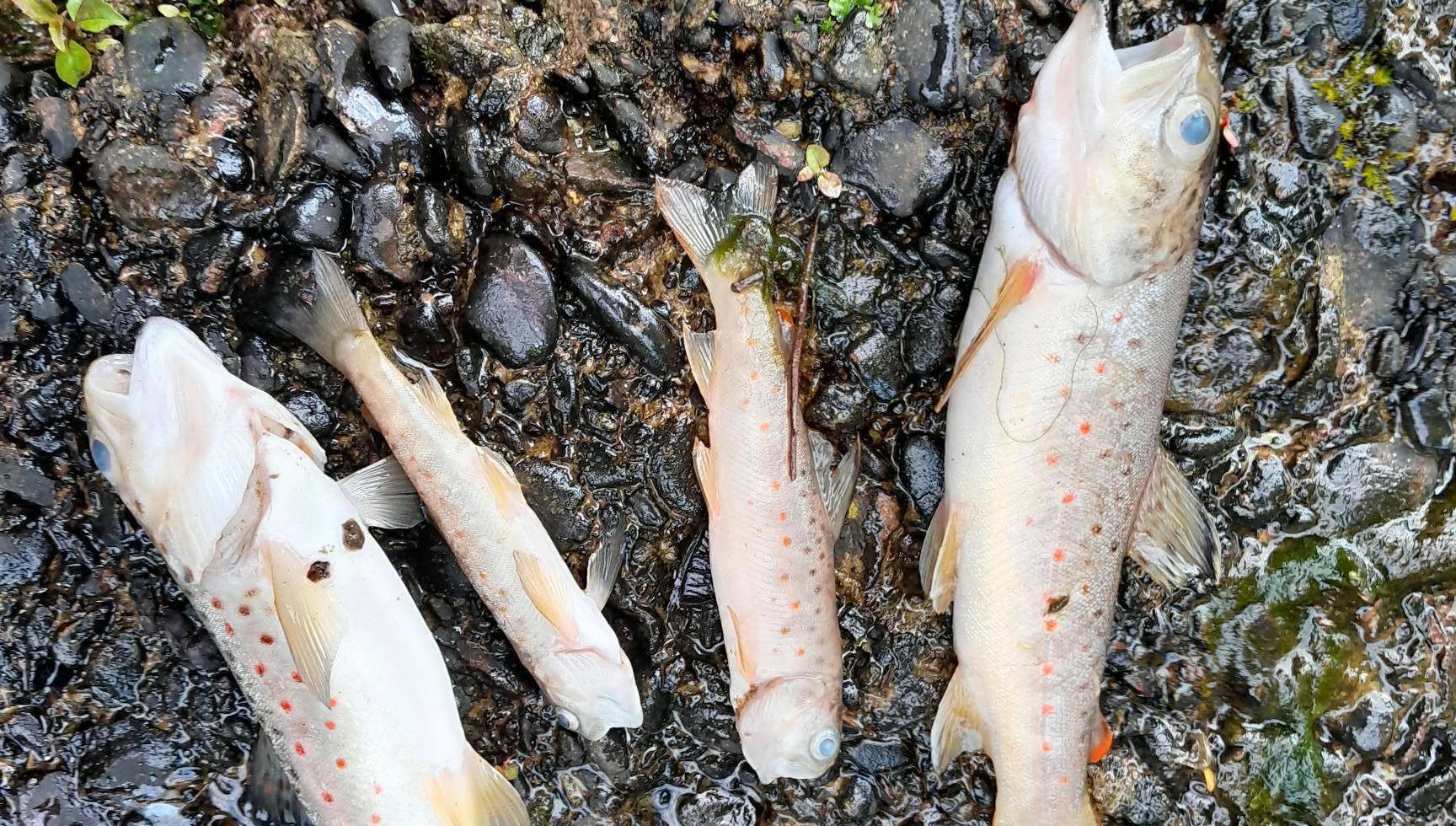 More than 2,000 fish found dead in Cork stream as investigation launched 