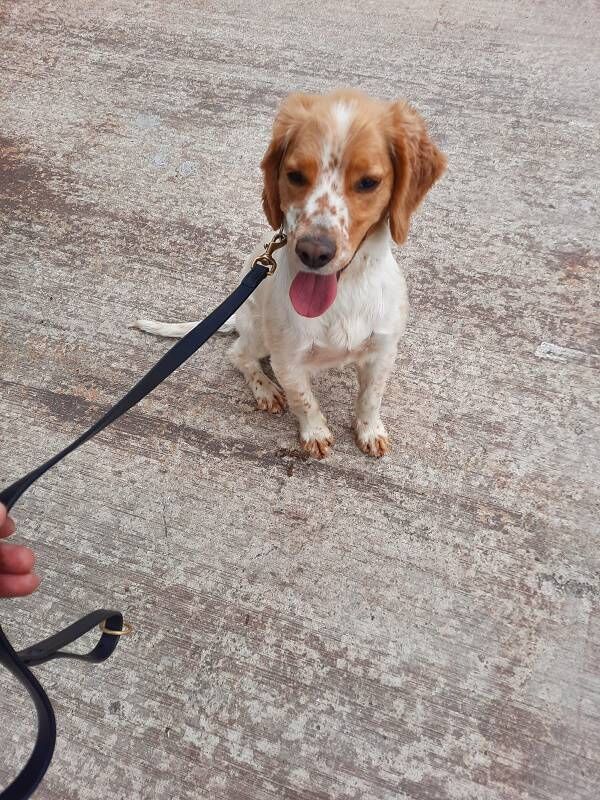 The Revenue detector dog Daithí, which helped uncover €11.4m worth of cocaine at Rosslare. Picture: Revenue The Revenue detector dog Daithí, which helped uncover €11.4m worth of cocaine at Rosslare. Picture: Revenue