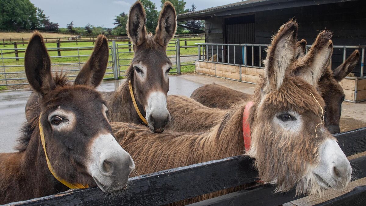 Donkey work: Having your own real-life Jenny is no easy ride - Vimarsana News