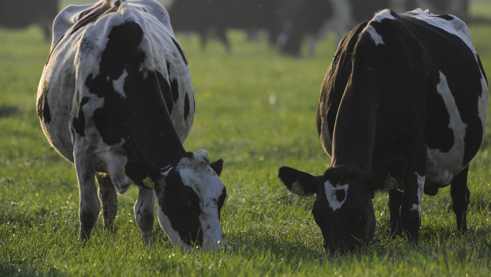 Why reseeding is smart for the climate as well as productivity