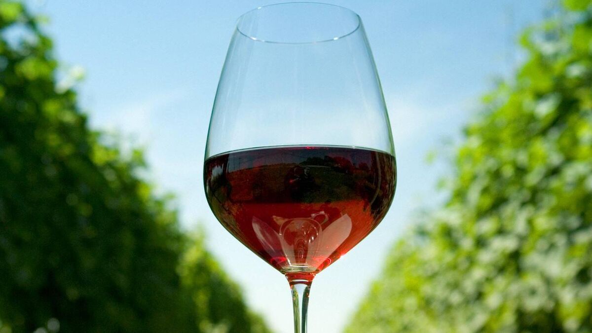 Wine with Leslie: The quest for the perfect wine glass - and the best of Austrian wine - Vimarsana News