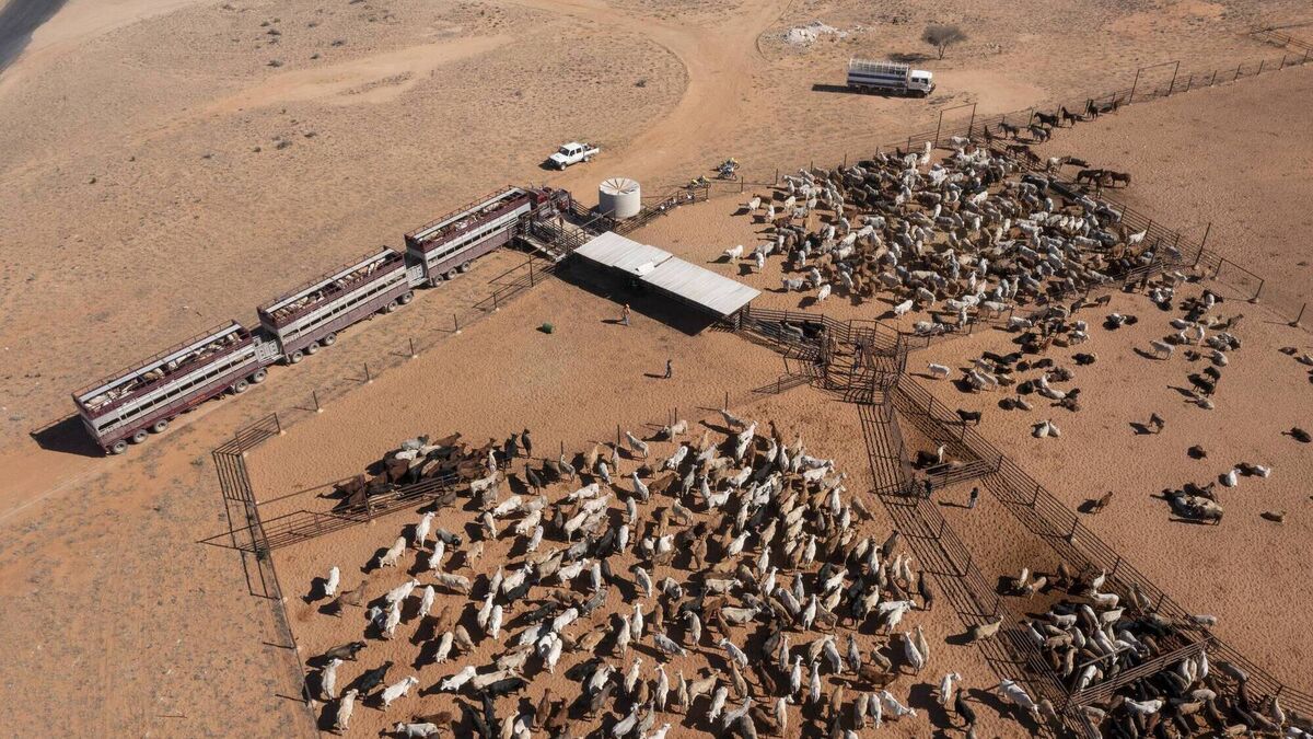 Environmental legal challenge over Aussie beef trade deal - Vimarsana News
