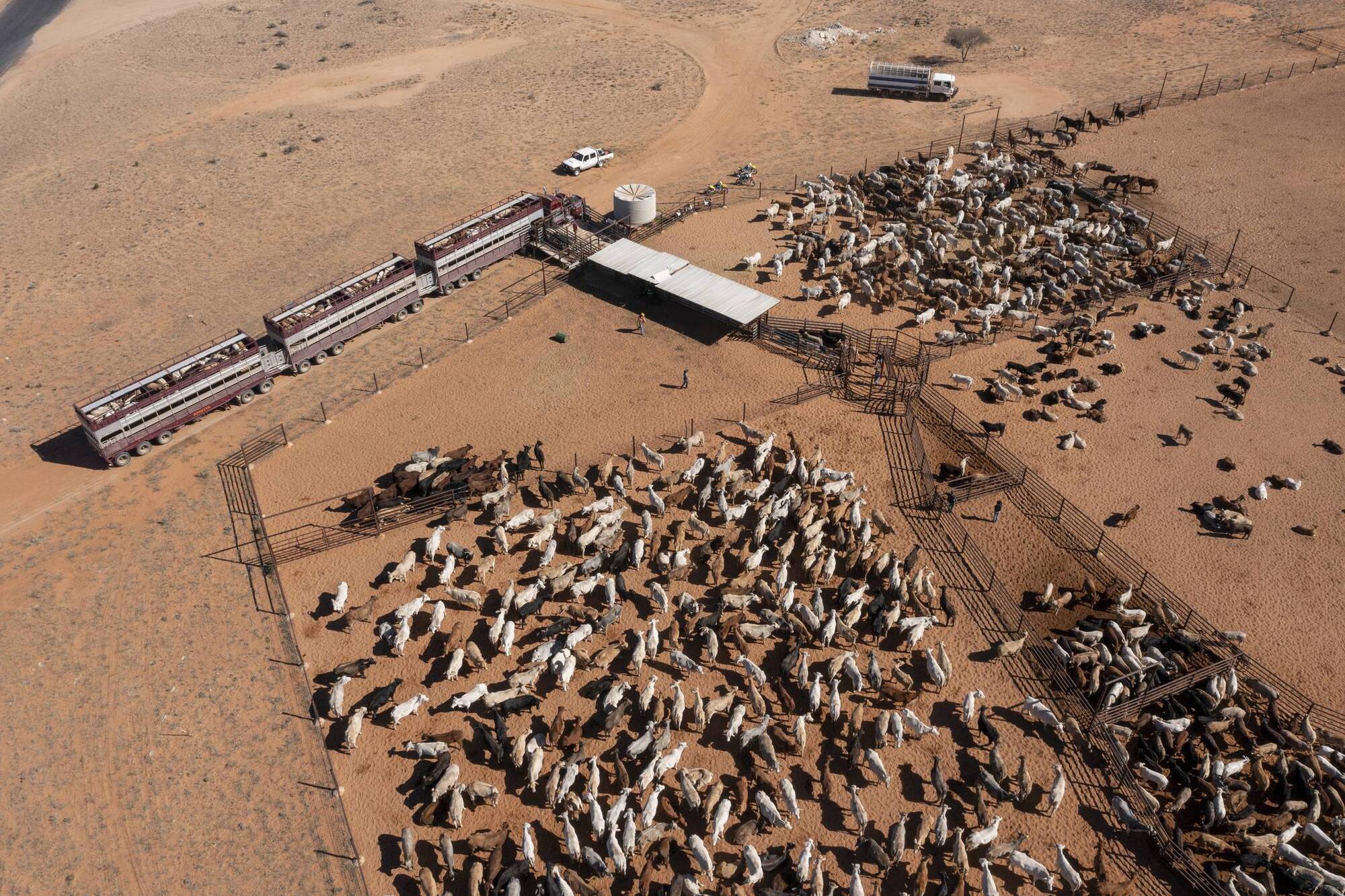 Environmental legal challenge over Aussie beef trade deal