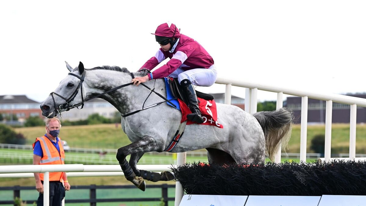From pollinator strips to energy: How Irish horse racing is looking to greener pastures - Vimarsana News