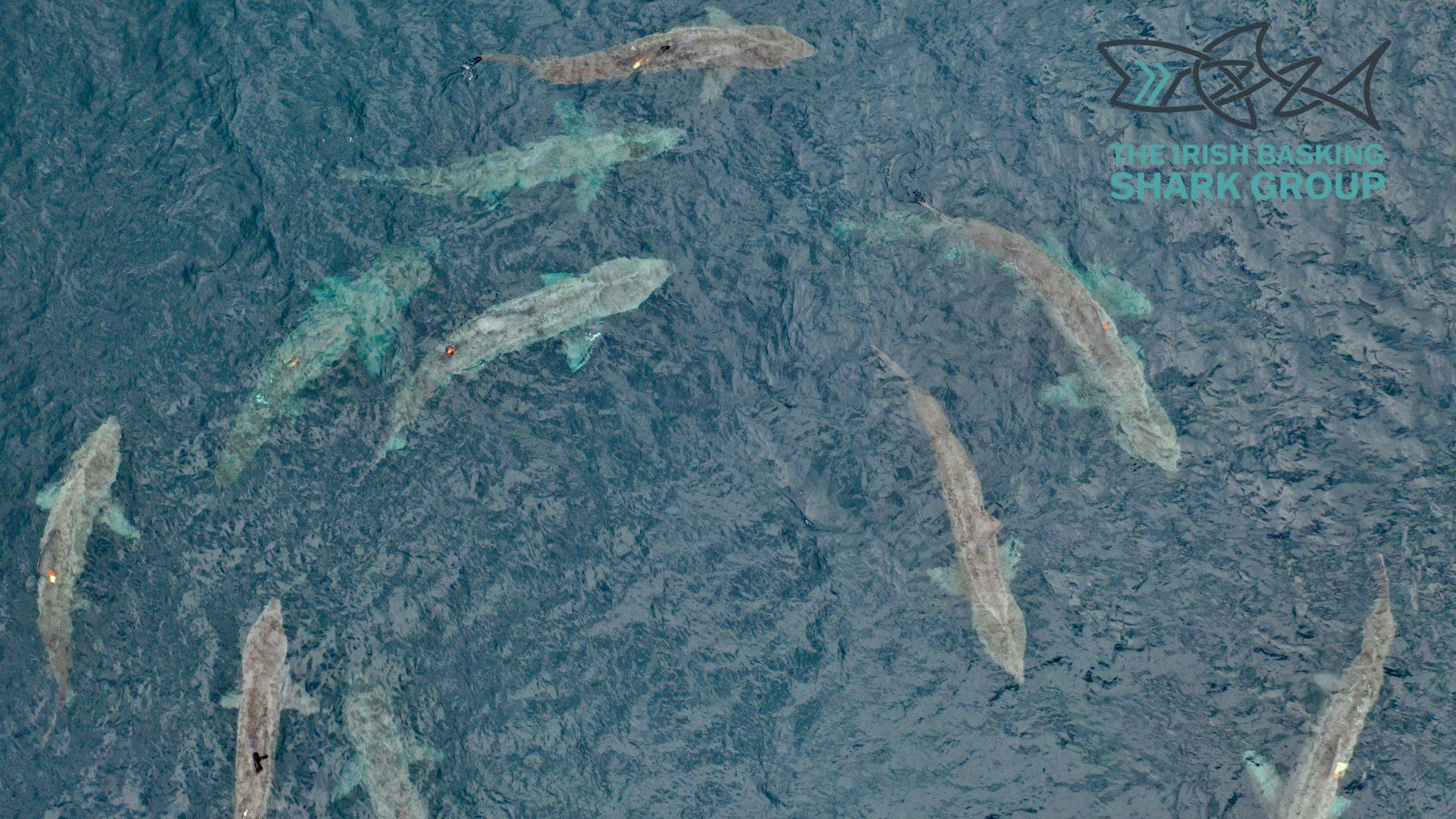 New research sees basking shark lose 'cold-blooded' tag