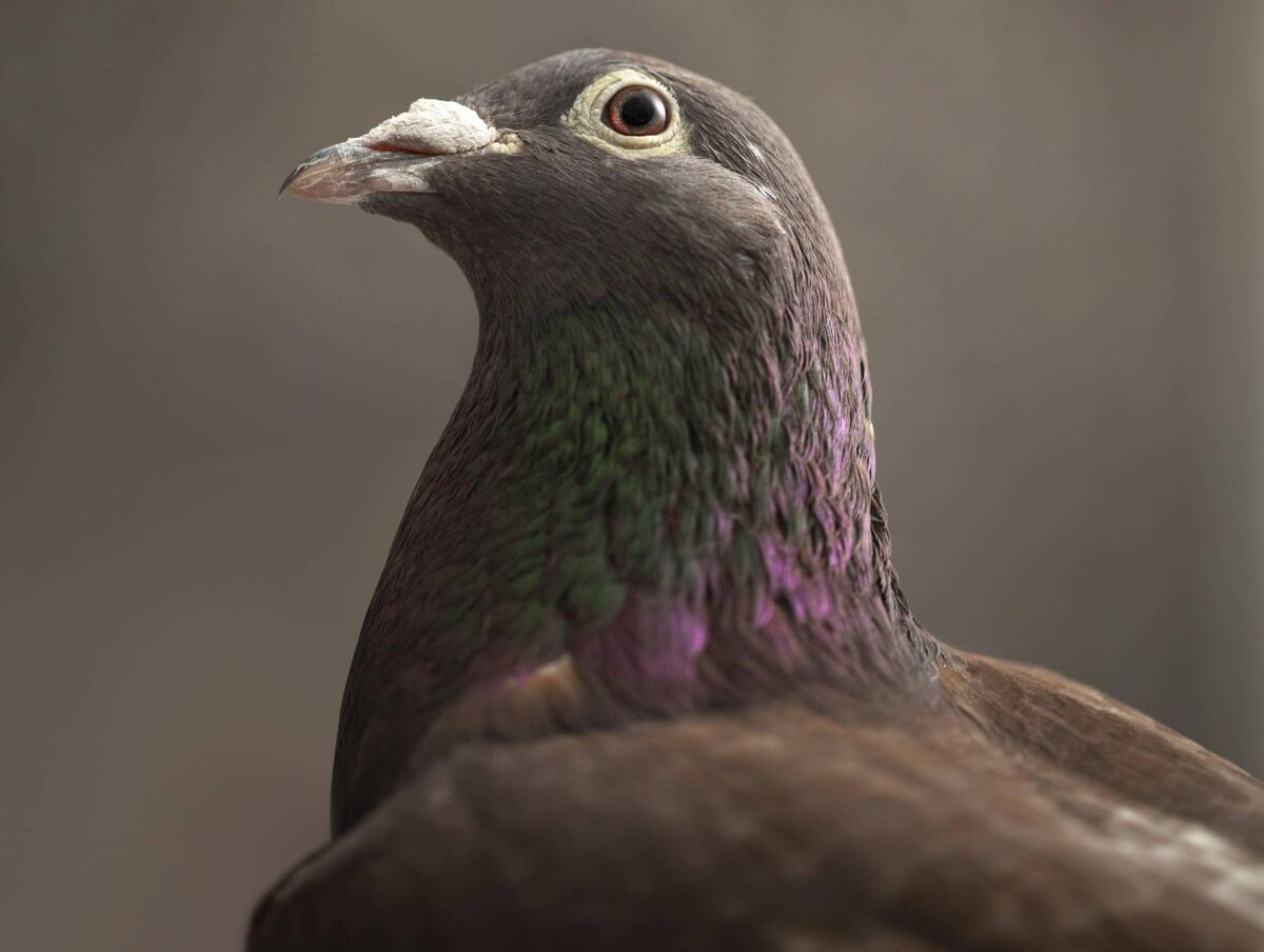  Million Dollar Pigeons: a real coo for RTÉ One, Monday night